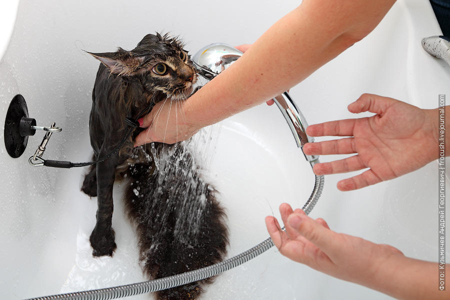 Фотография: Как помыть кошку и остаться в живых №19 - BigPicture.ru