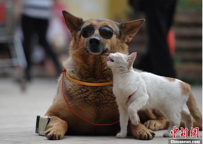 Фотография: Странная парочка на улице: собака и кошка вместе №4 - BigPicture.ru