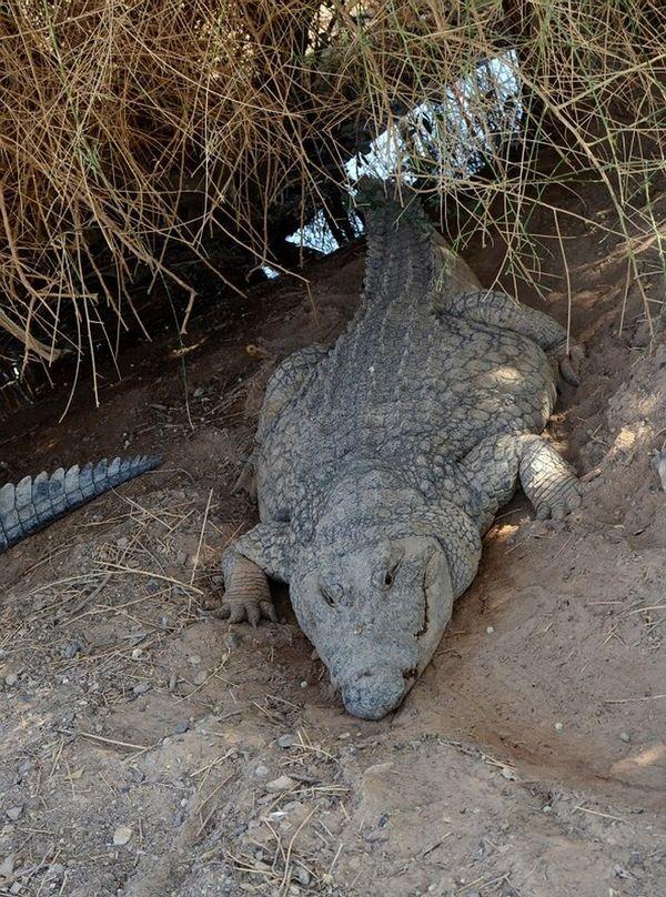 Фотография: Здесь живут крокодилы №3 - BigPicture.ru