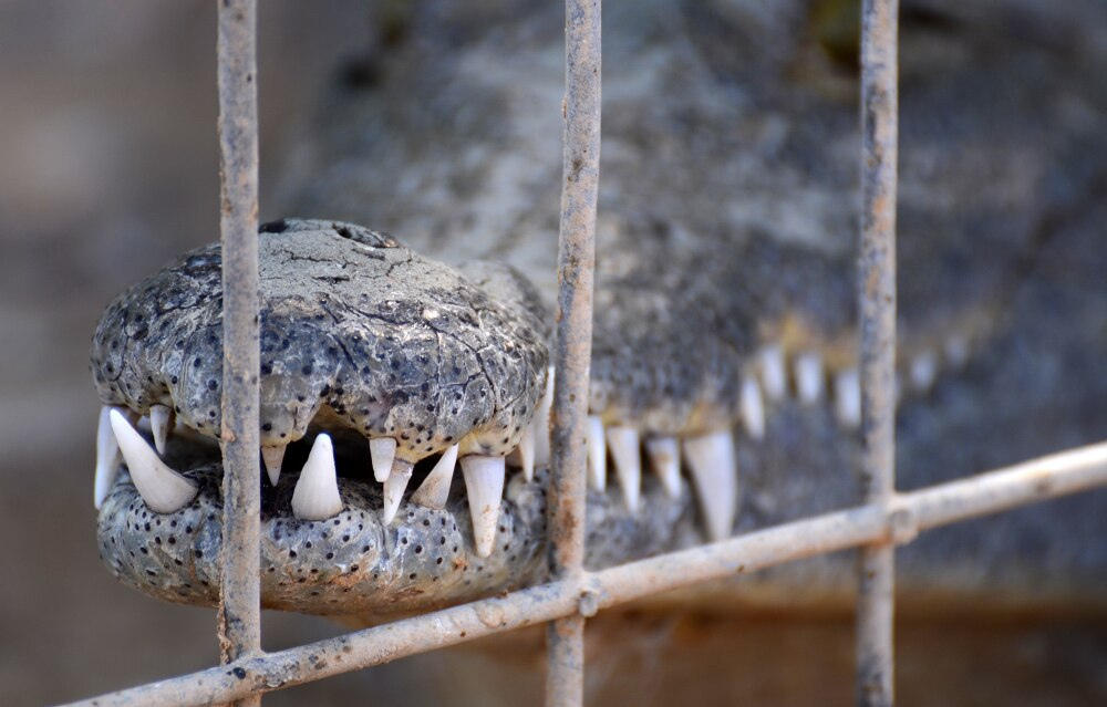 Фотография: Здесь живут крокодилы №6 - BigPicture.ru