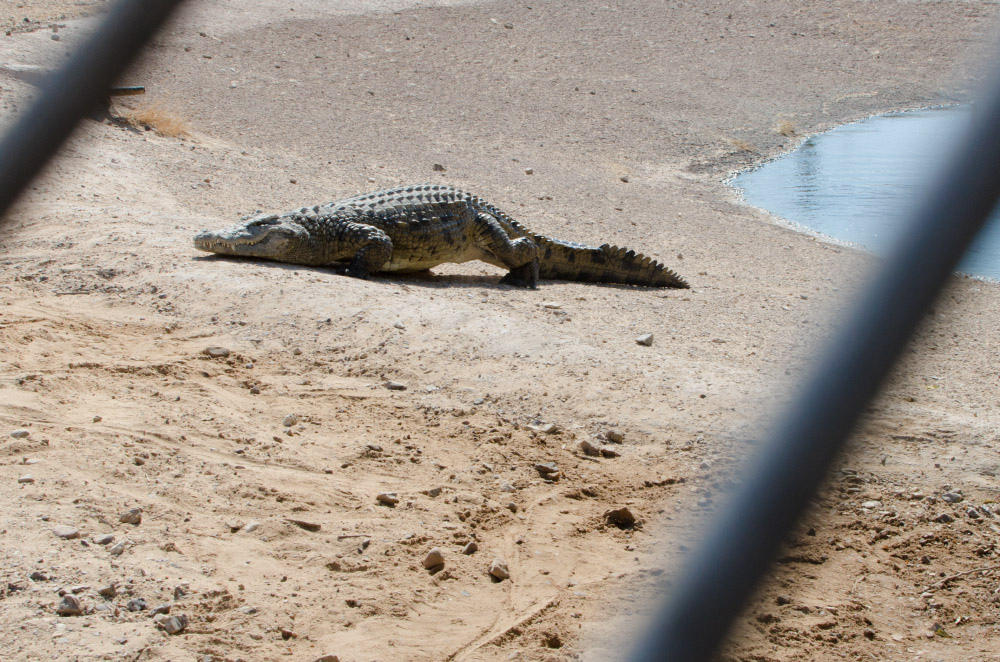 Фотография: Здесь живут крокодилы №7 - BigPicture.ru