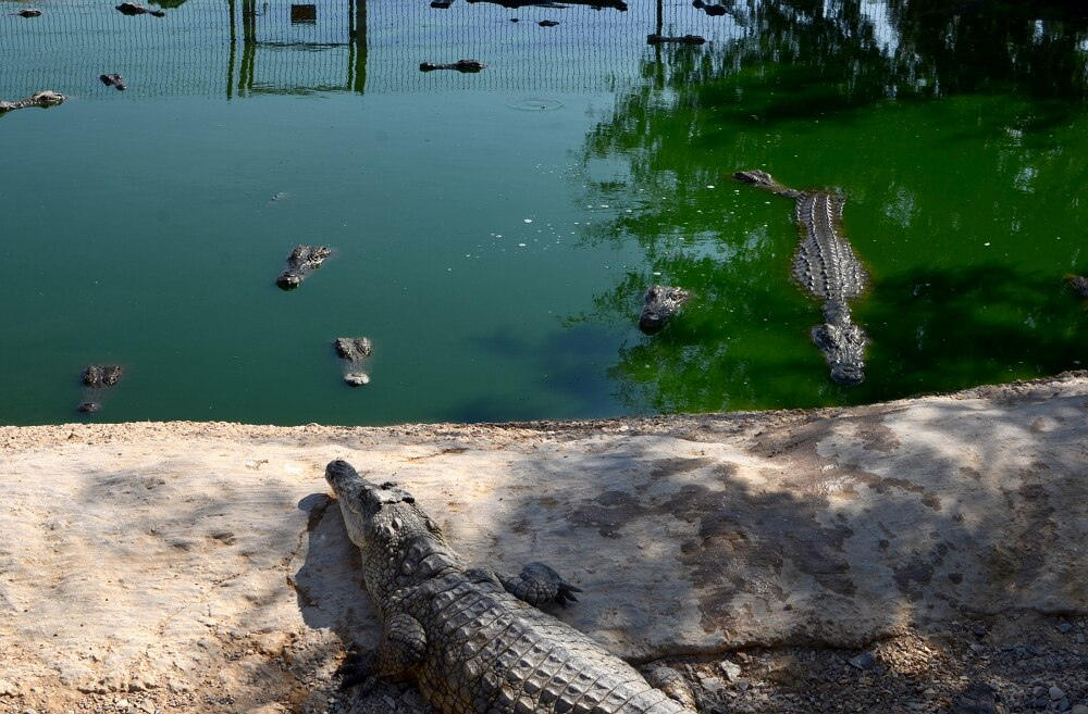 Фотография: Здесь живут крокодилы №9 - BigPicture.ru