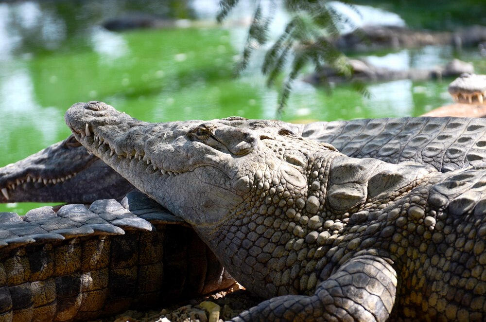 Фотография: Здесь живут крокодилы №10 - BigPicture.ru