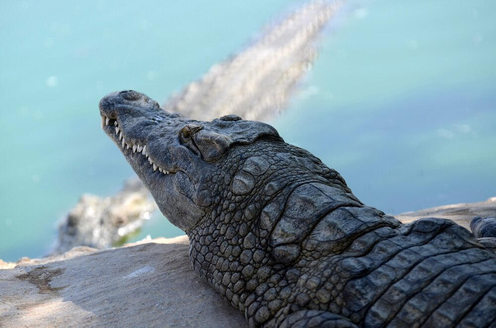 Фотография: Здесь живут крокодилы №11 - BigPicture.ru
