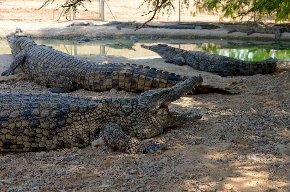 Фотография: Здесь живут крокодилы №12 - BigPicture.ru