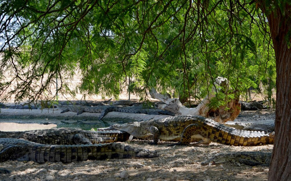 Фотография: Здесь живут крокодилы №14 - BigPicture.ru