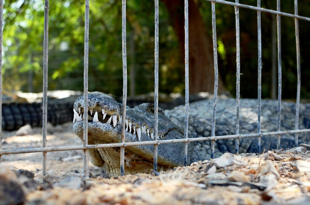 Фотография: Здесь живут крокодилы №16 - BigPicture.ru