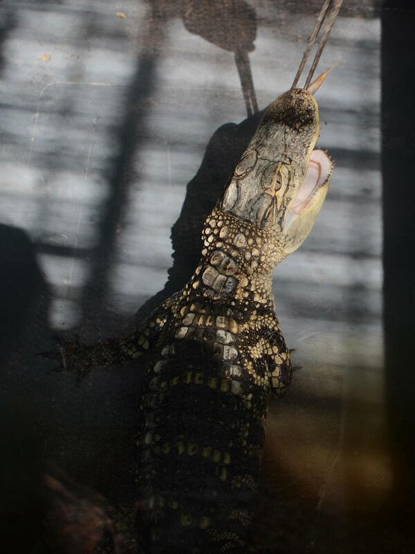 Фотография: Здесь живут крокодилы №18 - BigPicture.ru