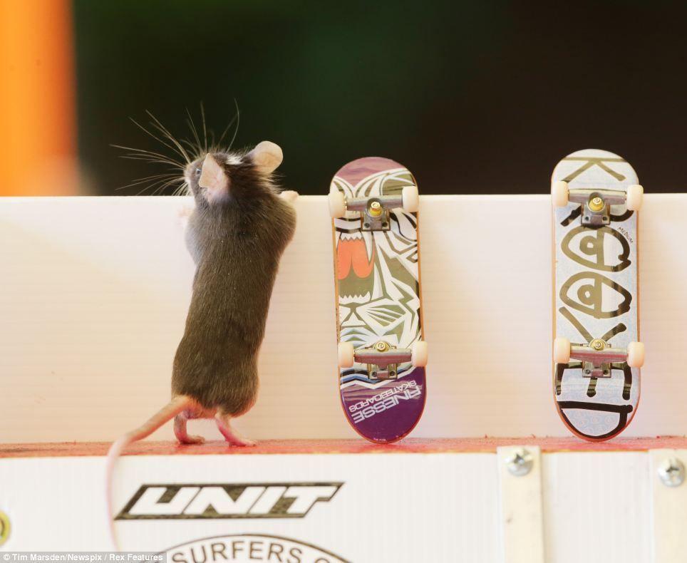 Фотография: Мышки-экстремалки №5 - BigPicture.ru