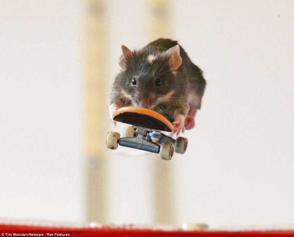 Фотография: Мышки-экстремалки №10 - BigPicture.ru