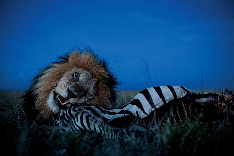 Фотография: Лицом к лицу со львом №12 - BigPicture.ru