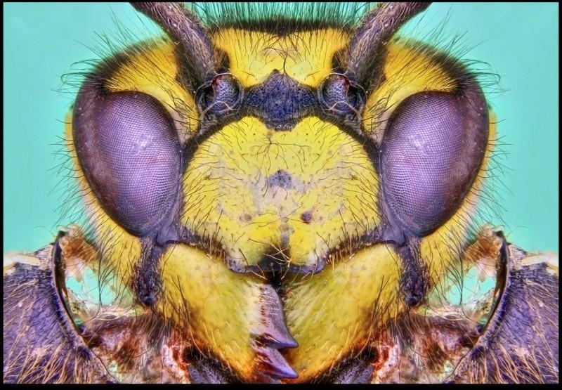 Фотография: Гигантские насекомые Фрэнсиса Прайора №1 - BigPicture.ru