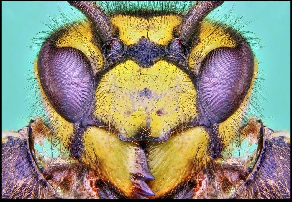 Фотография: Гигантские насекомые Фрэнсиса Прайора №3 - BigPicture.ru