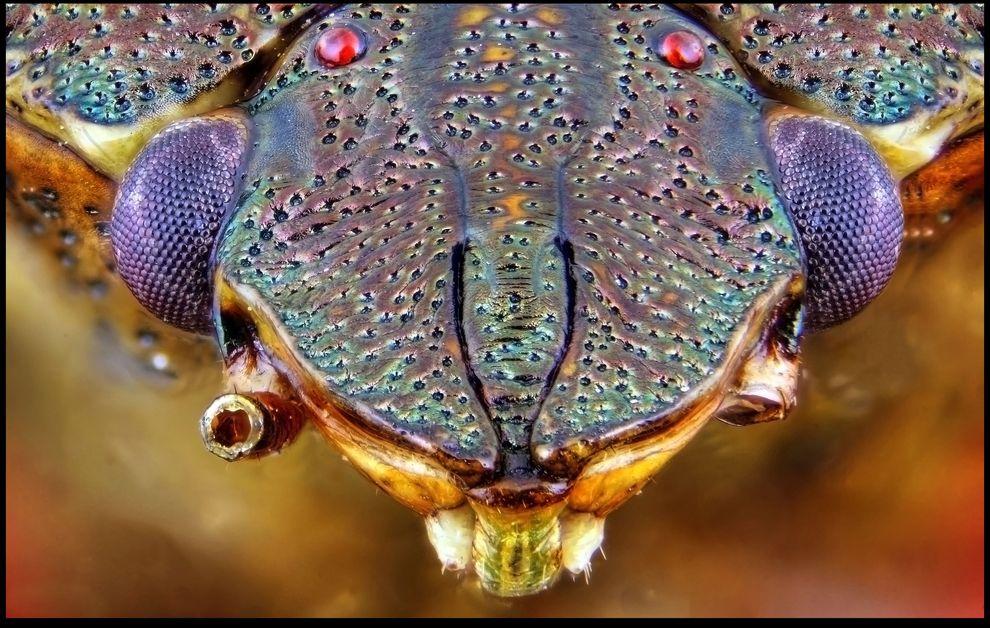 Фотография: Гигантские насекомые Фрэнсиса Прайора №5 - BigPicture.ru