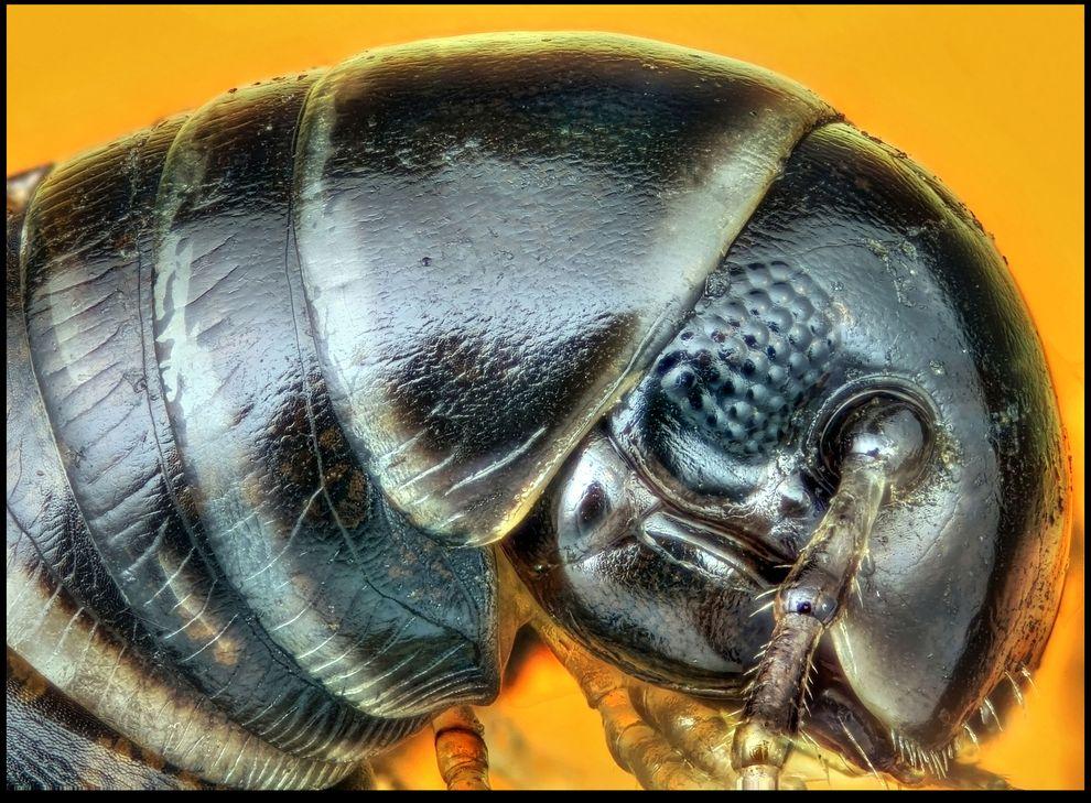 Фотография: Гигантские насекомые Фрэнсиса Прайора №6 - BigPicture.ru