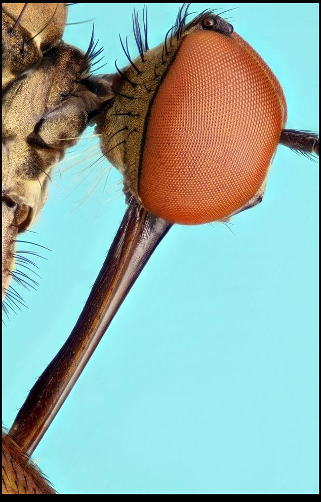 Фотография: Гигантские насекомые Фрэнсиса Прайора №9 - BigPicture.ru
