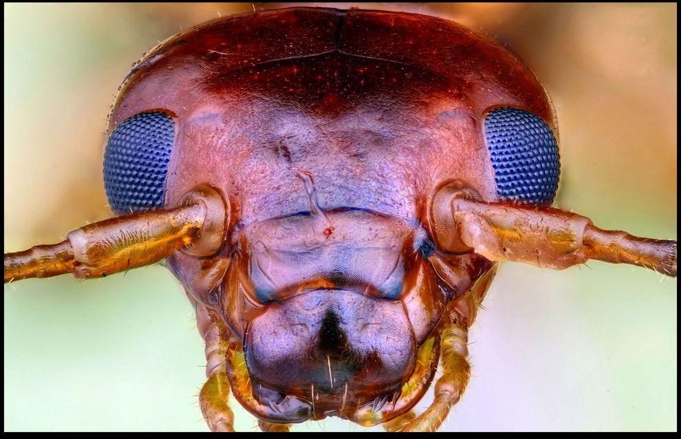 Фотография: Гигантские насекомые Фрэнсиса Прайора №10 - BigPicture.ru