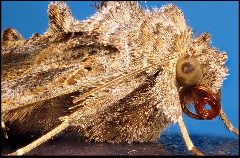 Фотография: Гигантские насекомые Фрэнсиса Прайора №11 - BigPicture.ru