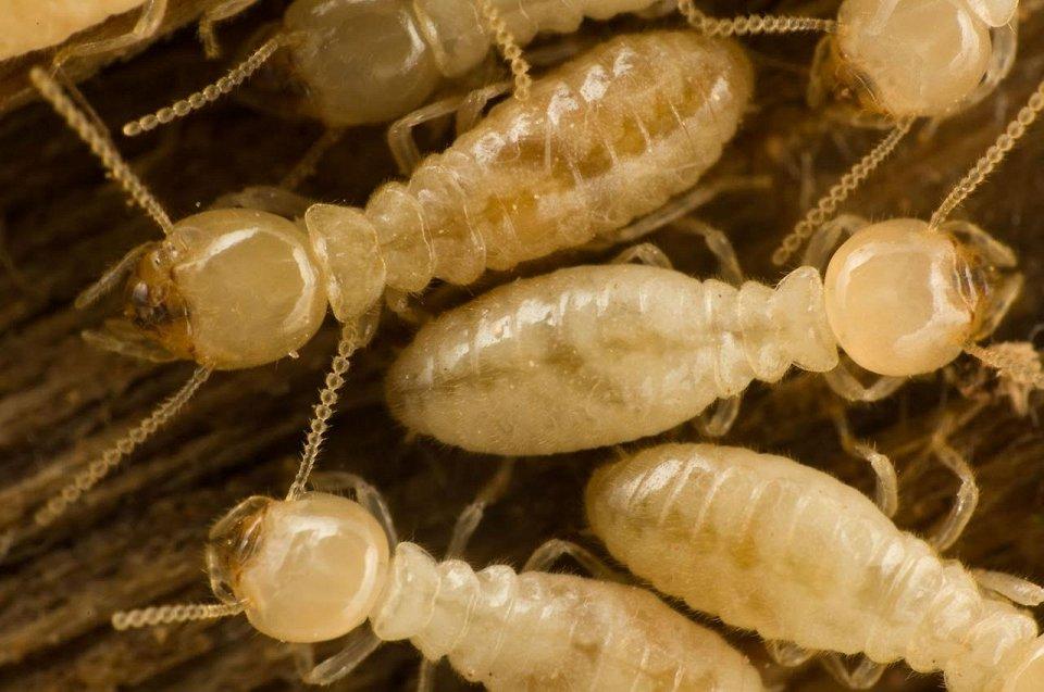 Фотография: 25 самых опасных насекомых на планете №2 - BigPicture.ru