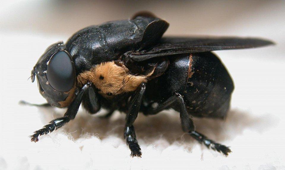 какое самое ядовитое насекомое в мире