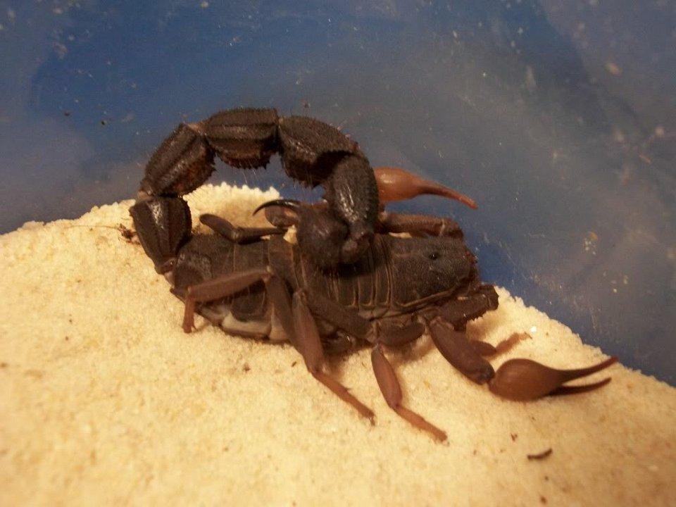 Фотография: 25 самых опасных насекомых на планете №14 - BigPicture.ru
