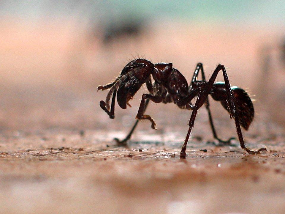 Фотография: 25 самых опасных насекомых на планете №16 - BigPicture.ru