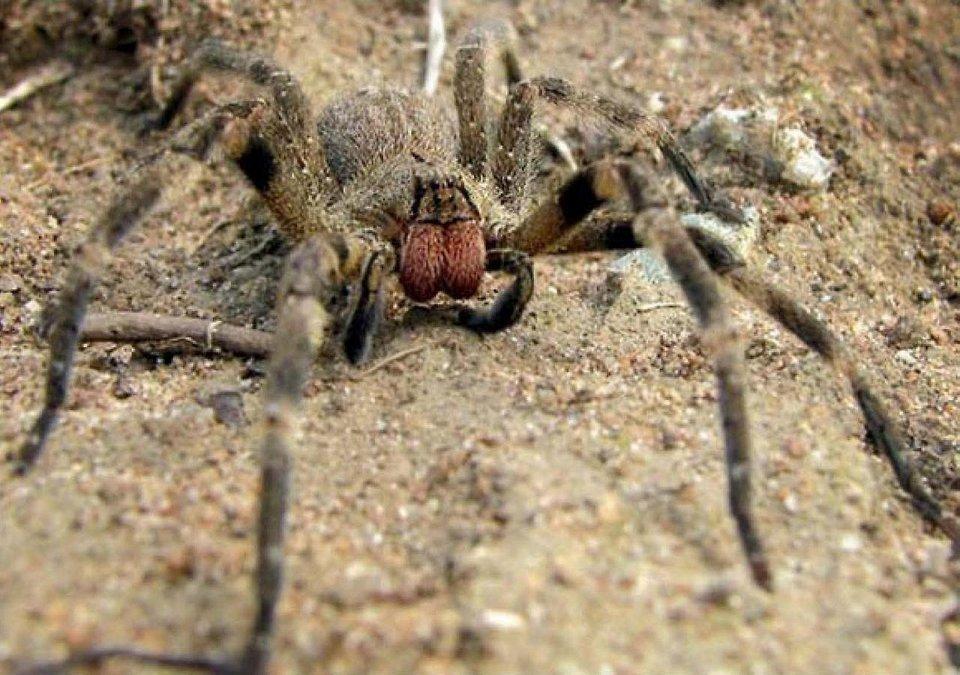 Фотография: 25 самых опасных насекомых на планете №17 - BigPicture.ru