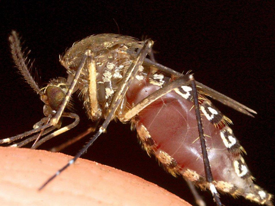 Фотография: 25 самых опасных насекомых на планете №18 - BigPicture.ru