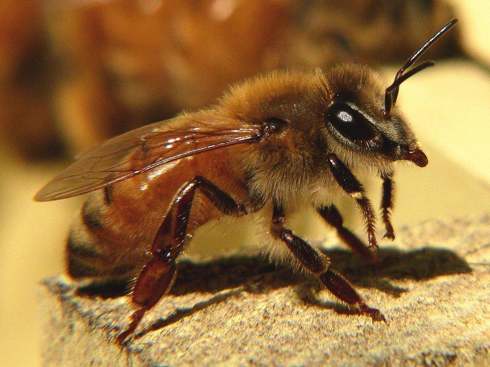 Фотография: 25 самых опасных насекомых на планете №20 - BigPicture.ru