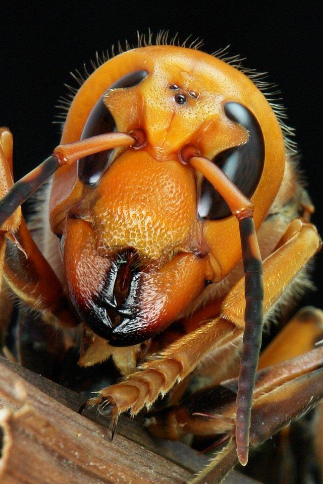 Фотография: 25 самых опасных насекомых на планете №25 - BigPicture.ru