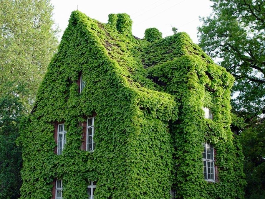 Фотография: Дома, утопающие в зелени №7 - BigPicture.ru