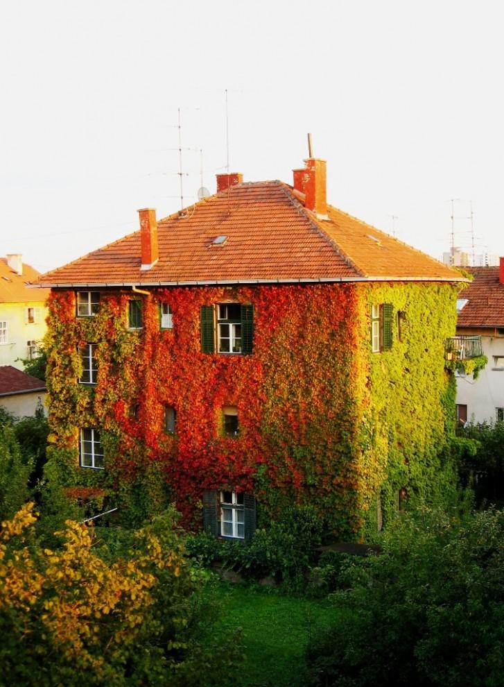 Фотография: Дома, утопающие в зелени №14 - BigPicture.ru