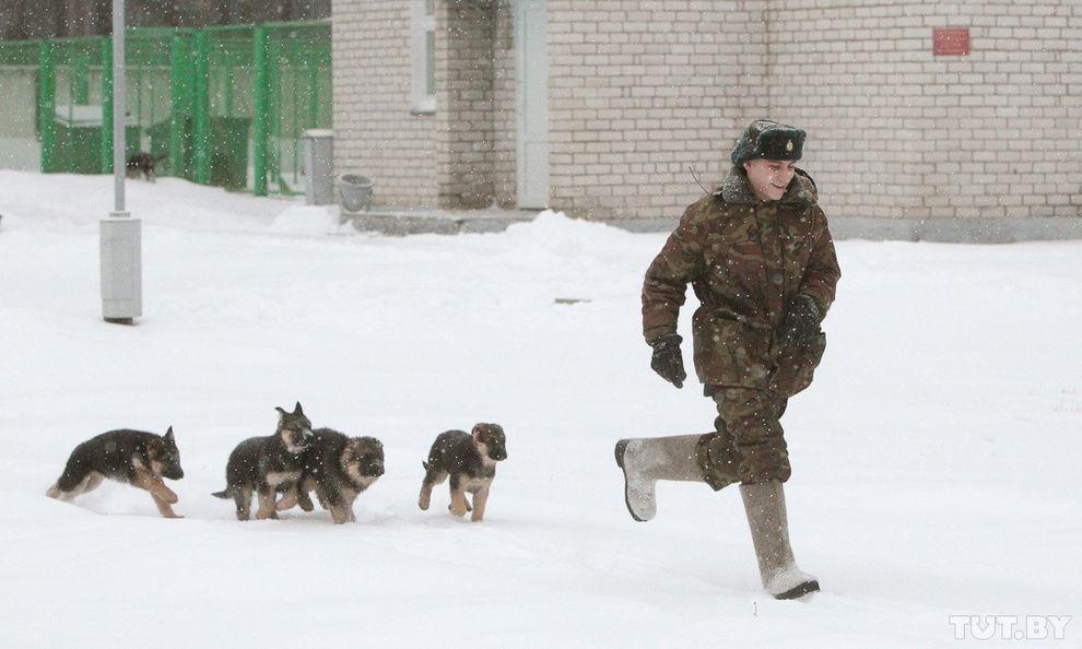 Фотография: Как щенки становятся защитниками границы №2 - BigPicture.ru