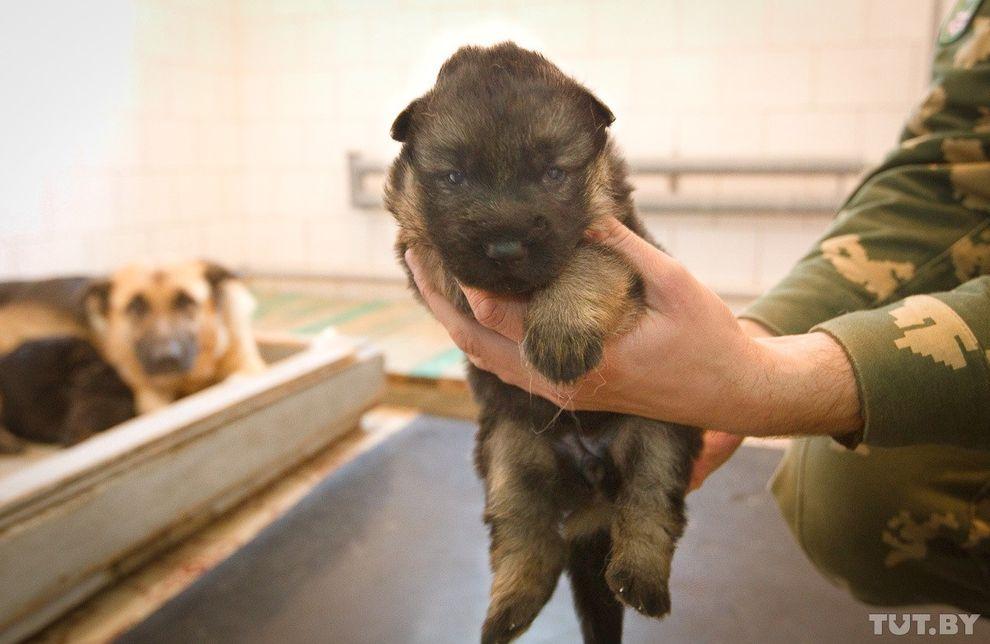 Фотография: Как щенки становятся защитниками границы №4 - BigPicture.ru