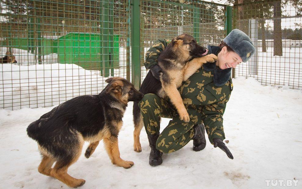 Фотография: Как щенки становятся защитниками границы №5 - BigPicture.ru