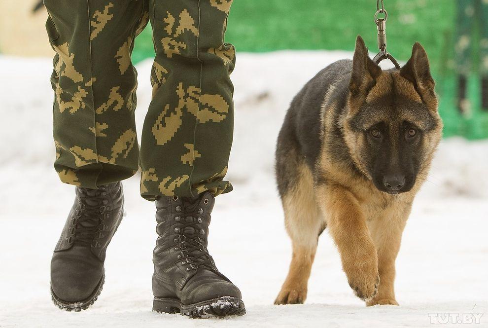 Фотография: Как щенки становятся защитниками границы №6 - BigPicture.ru