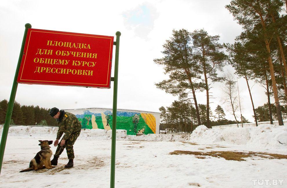 Фотография: Как щенки становятся защитниками границы №7 - BigPicture.ru
