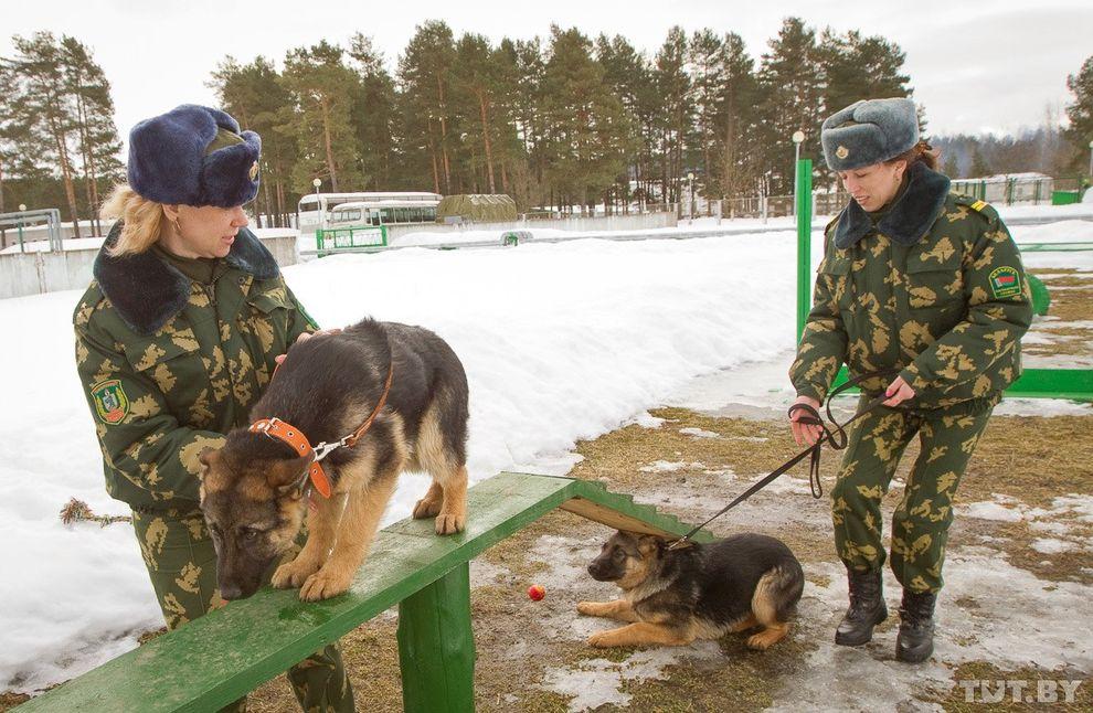 Фотография: Как щенки становятся защитниками границы №8 - BigPicture.ru