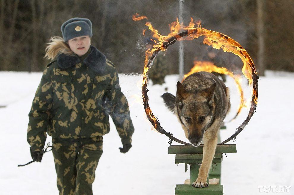 Фотография: Как щенки становятся защитниками границы №10 - BigPicture.ru