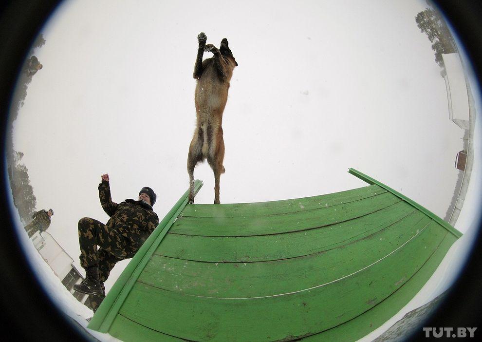 Фотография: Как щенки становятся защитниками границы №11 - BigPicture.ru