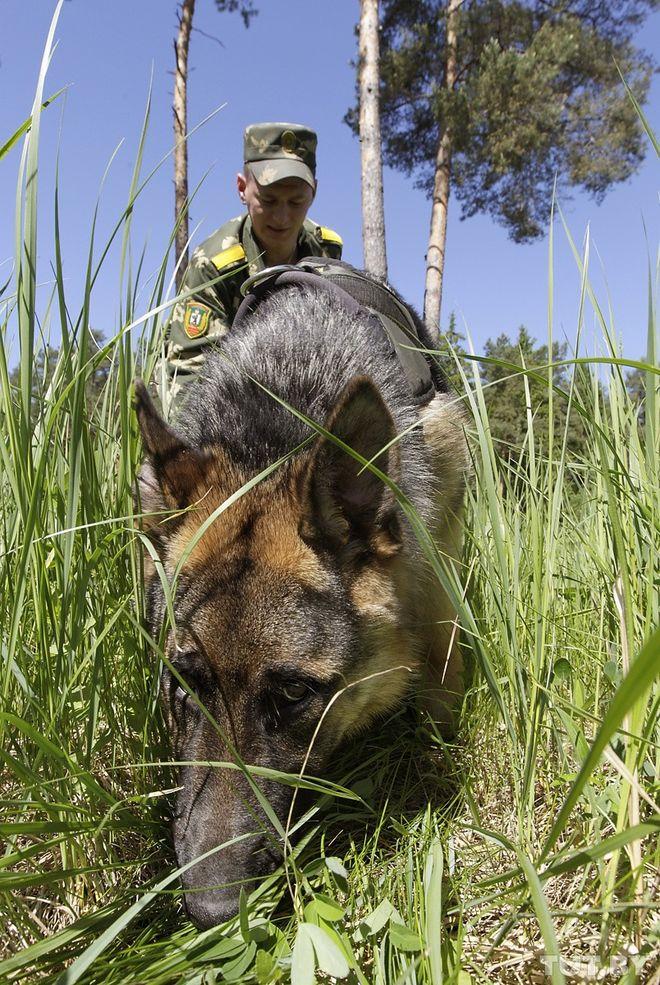 Фотография: Как щенки становятся защитниками границы №15 - BigPicture.ru