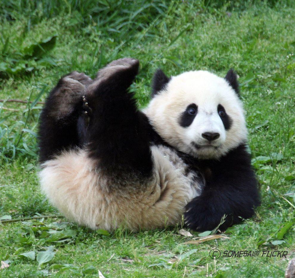 Фотография: Самые милые и забавные панды №5 - BigPicture.ru