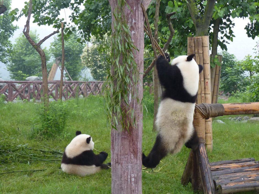 Фотография: Самые милые и забавные панды №13 - BigPicture.ru
