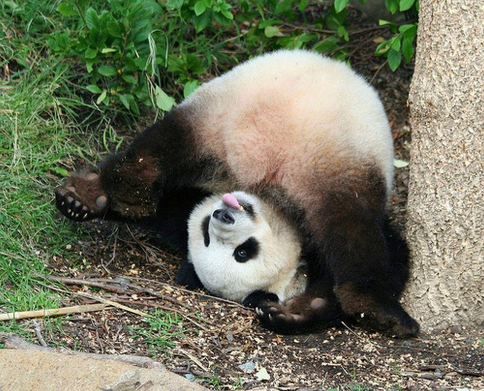Фотография: Самые милые и забавные панды №16 - BigPicture.ru
