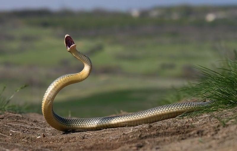 Фотография: Как правильно фотографировать змей №2 - BigPicture.ru