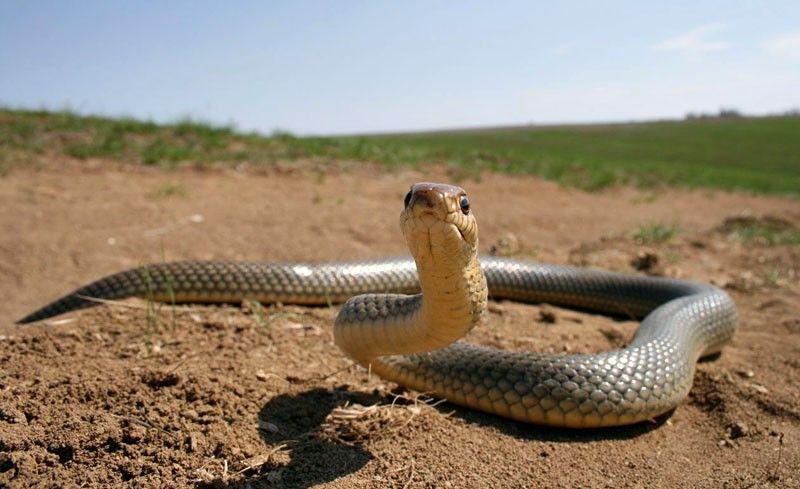Фотография: Как правильно фотографировать змей №7 - BigPicture.ru