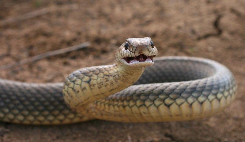 Фотография: Как правильно фотографировать змей №9 - BigPicture.ru