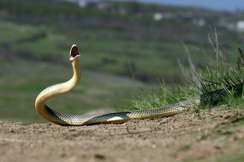 Фотография: Как правильно фотографировать змей №15 - BigPicture.ru