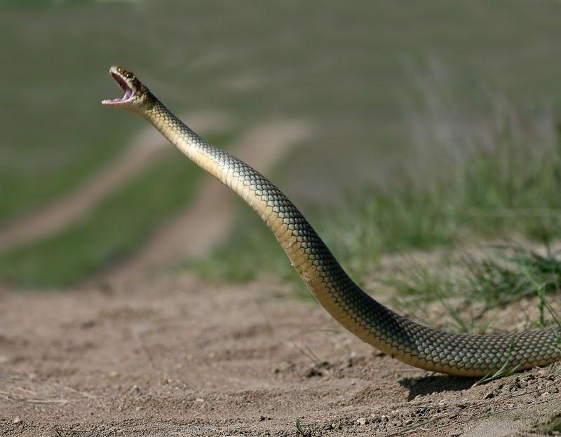 Фотография: Как правильно фотографировать змей №16 - BigPicture.ru