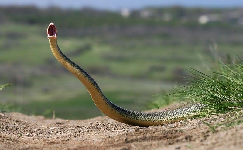 Фотография: Как правильно фотографировать змей №17 - BigPicture.ru